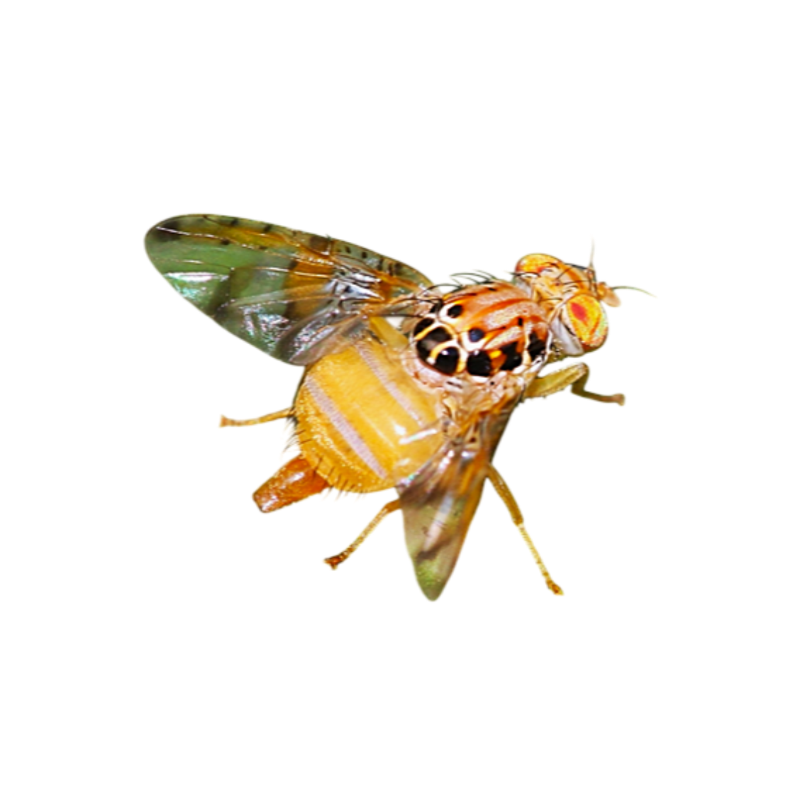 Ceratitis cosyra